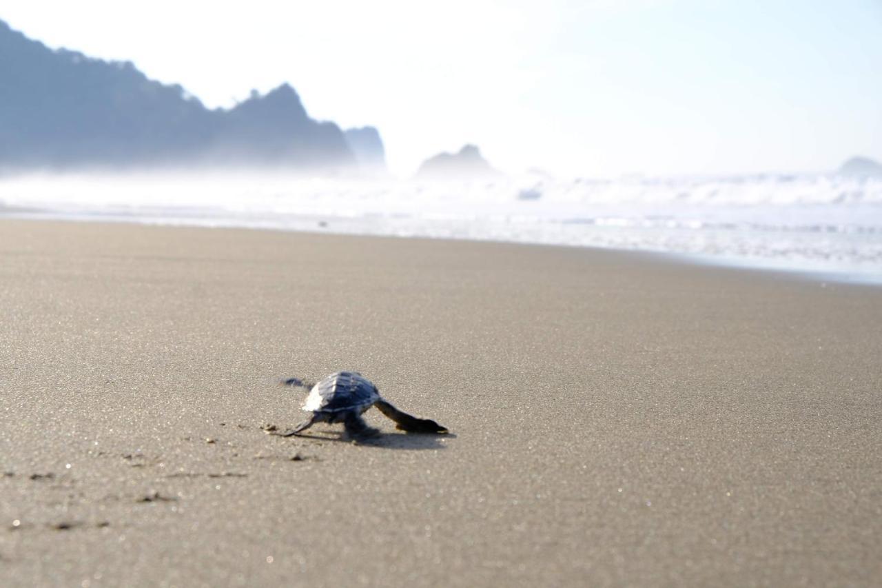 Turtle Meru Betiri Banyuwangi (East Java)