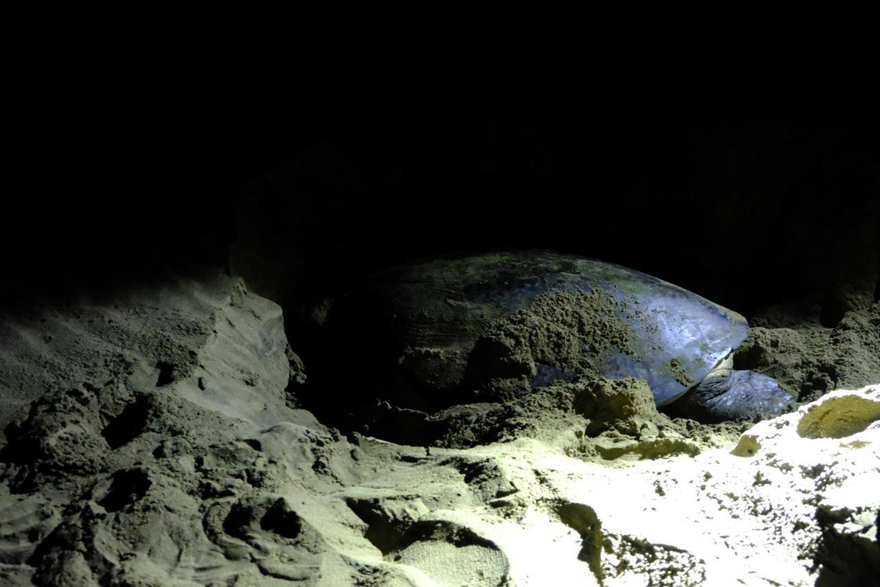 Homestay Turtle Meru Betiri Banyuwangi (East Java)