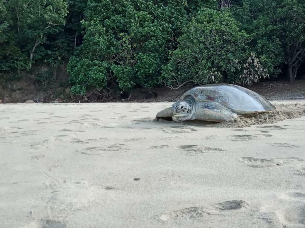 Turtle Meru Betiri Homestay *